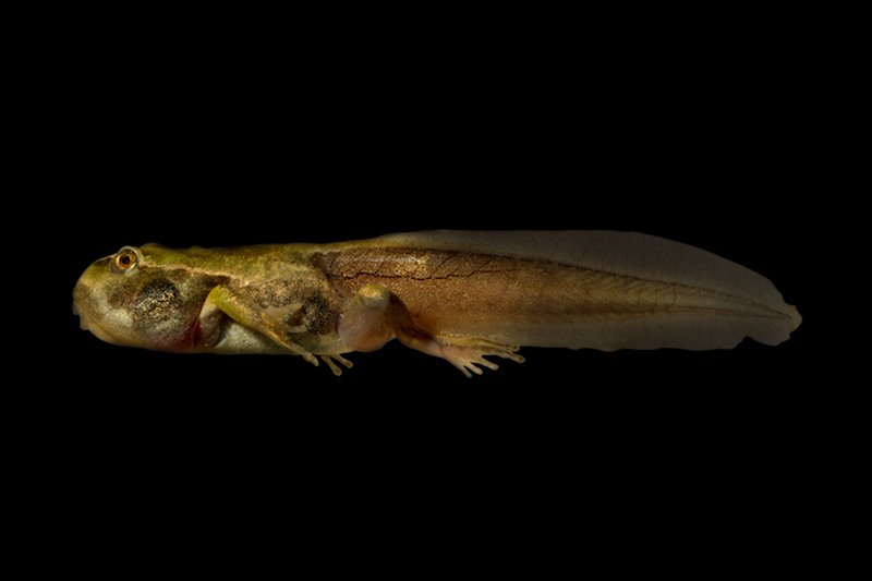 Hemiphractidae: Gastrotheca riobambae