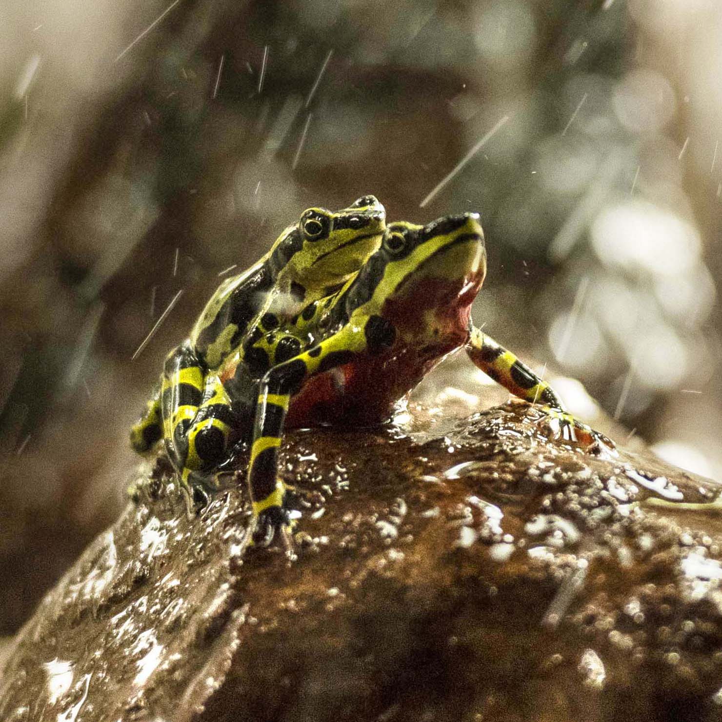 Atelopus limon SGS 4 (3)