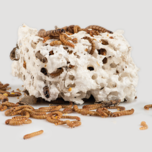 Kit de insectos para descomposición de espuma flex