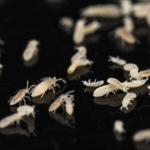 Colembolos - Folsomia Candida